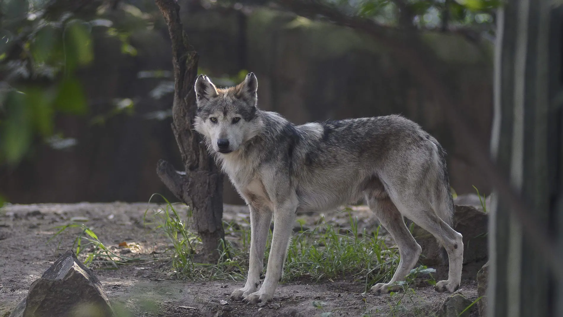 Lobo Mexicano